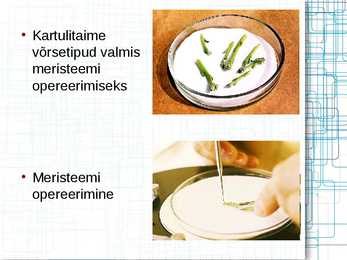 Taimede meristeempaljundus #6