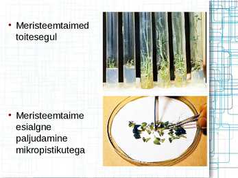 Taimede meristeempaljundus #7
