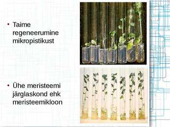 Taimede meristeempaljundus #8