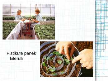 Taimede meristeempaljundus #9