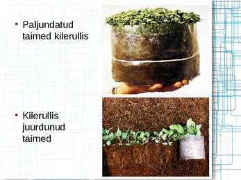 Taimede meristeempaljundus #10