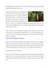 Amazonas #3