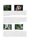 Amazonas #4