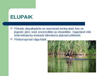 Metsloom Põder #3