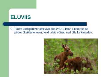 Metsloom Põder #4