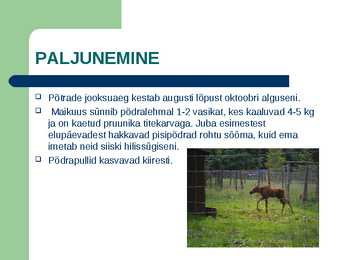 Metsloom Põder #5