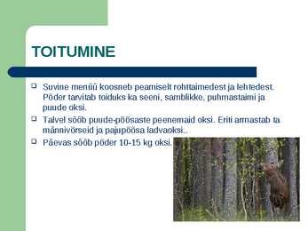 Metsloom Põder #6