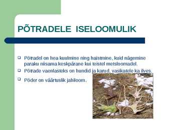 Metsloom Põder #7