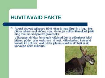 Metsloom Põder #9