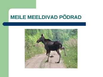 Metsloom Põder #10