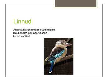 Austraalia loomastik #8