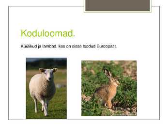 Austraalia loomastik #9