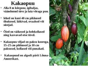Kakaopuu #2