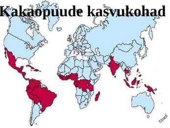 Kakaopuu #3