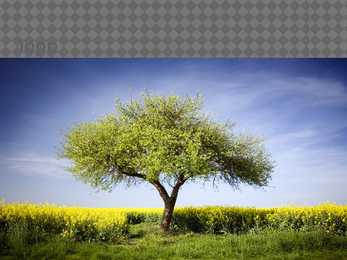 Metamorfoosid powerpoint #8