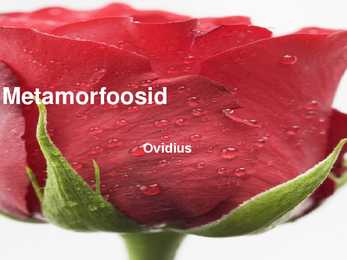 Metamorfoosid powerpoint
