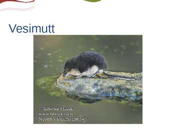 Putuktoiduliste powerpoint #11