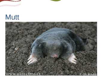 Putuktoiduliste powerpoint #7