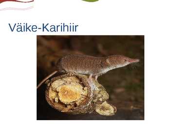 Putuktoiduliste powerpoint #10
