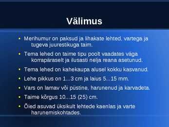 Merihumuri levik #3