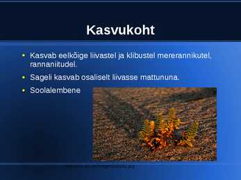 Merihumuri levik #4
