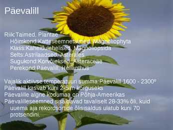 Päevalille kirjeldus #2