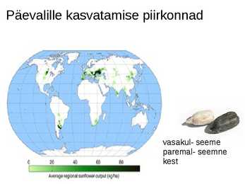 Päevalille kirjeldus #4