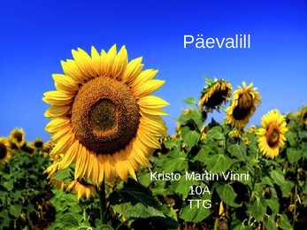 Päevalille kirjeldus