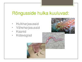 Rõngussid Powerpoint #2