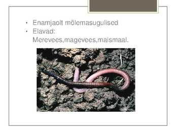 Rõngussid Powerpoint #11