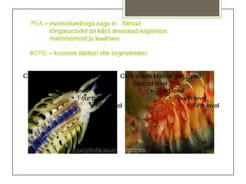 Rõngussid Powerpoint #4