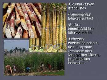 Suhkrukultuurid esitlus #4