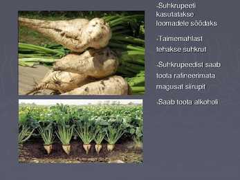 Suhkrukultuurid esitlus #6