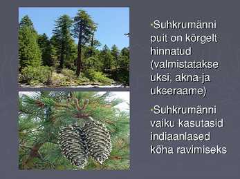 Suhkrukultuurid esitlus #7