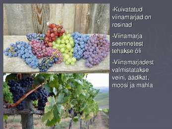 Suhkrukultuurid esitlus #10