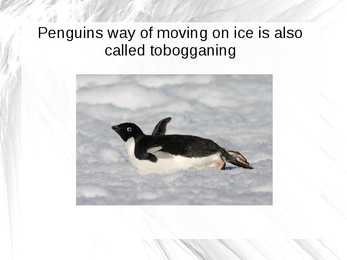 Tobogganing #8