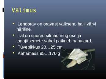 Lendorava elustiil #6