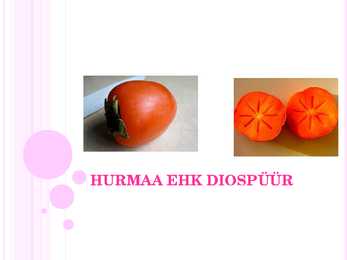 Hurmaa