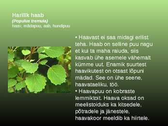 Salumetsa elustik #12