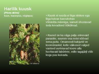 Salumetsa elustik #13