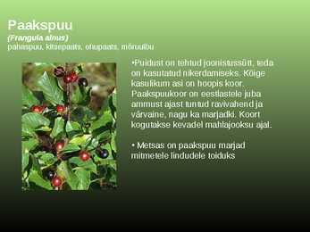 Salumetsa elustik #14