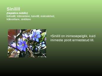 Salumetsa elustik #16