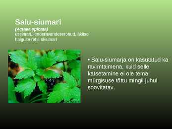 Salumetsa elustik #17