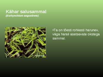 Salumetsa elustik #18