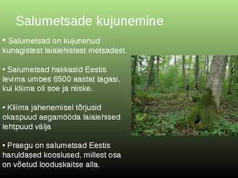 Salumetsa elustik #3