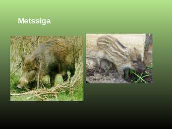 Salumetsa elustik #26