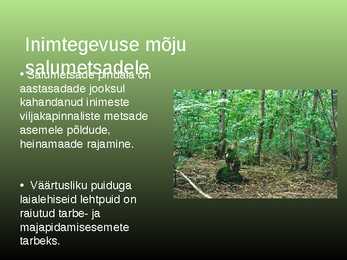 Salumetsa elustik #5