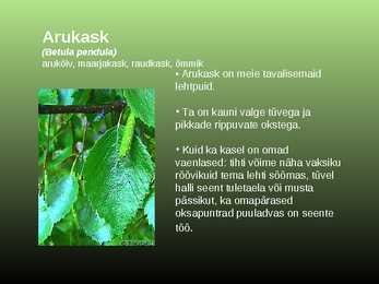 Salumetsa elustik #7