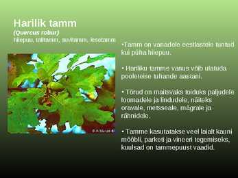Salumetsa elustik #8