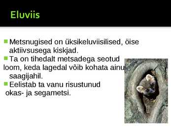 Metsnugis #4